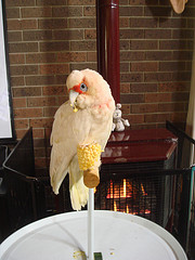 Dr Rayya's Online Veterinary Journal | Category Archive | Parrots